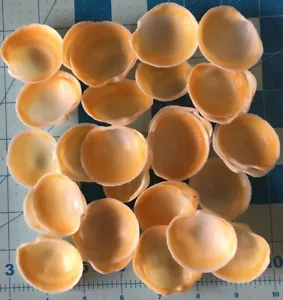20 Buttercup Lucine 1 3/4" Muscheln handverlesen, gewaschen, poliert Muschelkunst - Bild 1 von 1