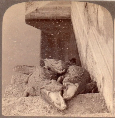 1903 Индийские аллигаторы-людоеды.  Underwood стереоизображение - Изображение 1 из 2