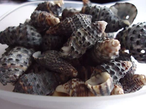 25 x Natural Sea Shell Beads Tribal Jewellery Craft 17-20mm Brown Black(Q294-17) - Picture 1 of 3