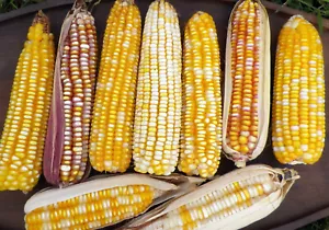 Chiapas Tuxpeño Yellow corn seeds (50) / MEXICAN HEIRLOOM CORN / SUPER RARE - Picture 1 of 2