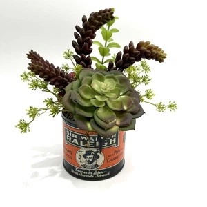 Sir Walter Raleigh latta tabacco da fumo con succulente - Foto 1 di 8