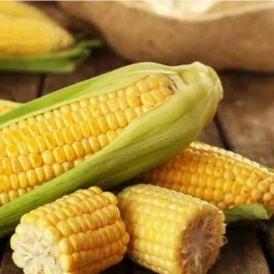 50pcs Golden Bantam Corn Heirloom Seeds - Non-GMO, Open-Pollinated, Sweet - Picture 1 of 5