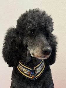 Handmade 17-19” ‘Spoiled Pup Bowtique’ Navy Rainbow Dog Collar Gently Used - Picture 1 of 4