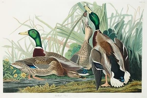 Stockente von J.J. Audubon Vögel Amerikas Giclée-Kunstdruck + kostenloser Versand - Bild 1 von 4