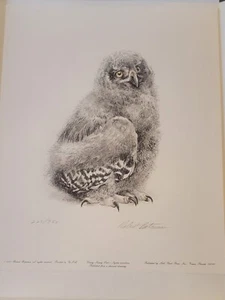 Junge Schneeeule - Limited Edition signierter Druck - Robert Bateman neuwertig  - Bild 1 von 8