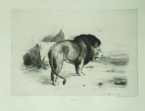 Eau forte originale de Auguste Lançon, un vieux lion, Cadart, XIXe - Imagen 1 de 2
