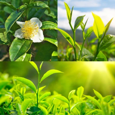BeauFlora Tea Plant ( Camellia sinensis , Seedling plant ) 2 Bare-Root Plants