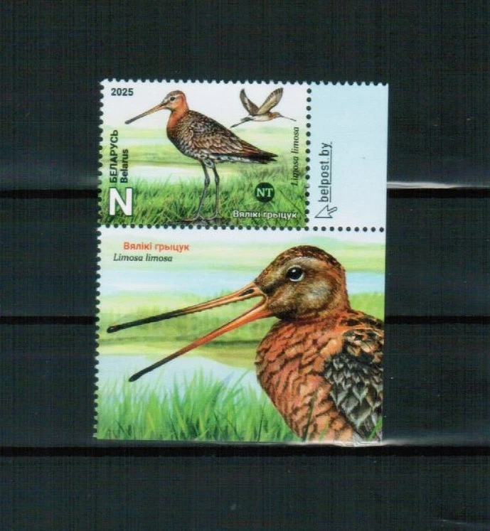 BIELORRUSIA 2025 FAUNA Animales AVES - sello + etiqueta MNH Foto 1 de 1