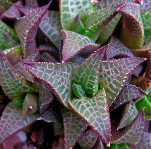 Haworthia venosa subs. tassellata 3cm - - Bild 1 von 4