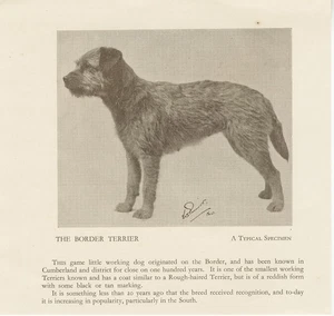 BORDER TERRIER ALT VINTAGE 1934 BENANNTER HUND DRUCKSEITE - Bild 1 von 1
