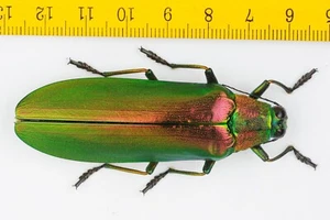 JEWEL BEETLE - BUPRESTIDAE - Megaloxantha concolor (67mm) - Malaysia - 9830 - Picture 1 of 1