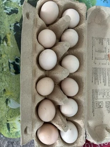 12 Silkie X Pekin Eggs Not live animals - Picture 1 of 1