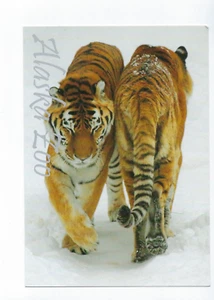 Sibirische Tiger Alaska Zoo Winter Postkarte unbesendet - Bild 1 von 2