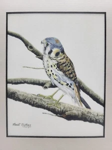 Amerikanischer Kestrel-Druck von Christi Mathews - Bild 1 von 6