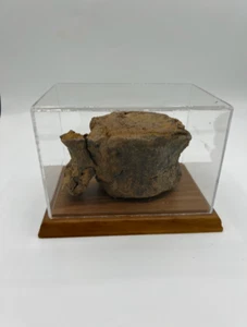 Triceratops/Torosaurus Tail Vertebrae Dinosaur Fossil - Cretaceous Period - Picture 1 of 7