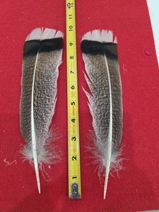Z110 Pair Hybrid Speckled Turkey Tail Feather - Picture 1 of 1