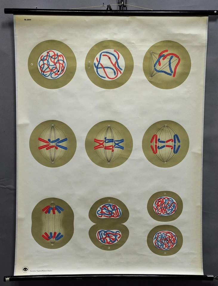 Póster médico desplegable impresión azul rojo vintage tabla de pared escote de células Foto 1 de 1