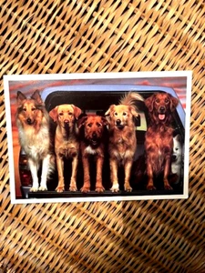 Dogs in Truck B-Day Card-Preowned #3228 - Picture 1 of 3