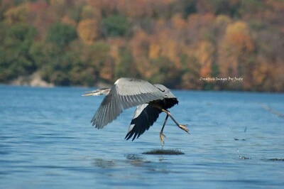  All Crossed Up - Garza azul Foto 1 de 2