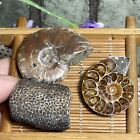 3pcs Unique Natural Ammonite Conch Crystal Specimen Healing 50g m7524