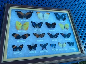 Rare Butterfly Specimen Art Framed Shadow Box Taxidermy - Picture 1 of 4