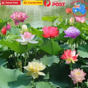 Aquatic Lotus Flower Seeds Mixed Colour Seeds up to 20PCS AU POST FROM Sydney - Picture 1 of 12
