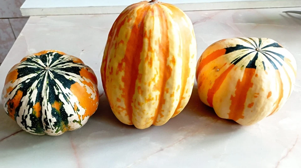 15 Graines Courge Patidou  (légume potager ancien rare)  - Photo 1/3