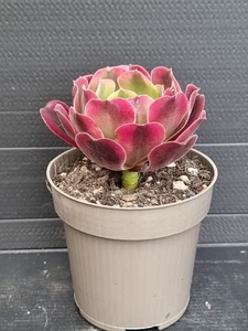 Aeonium ' Medusa ' - Picture 1 of 3