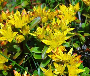 SEDUM RUSSIAN STONECROP Sedum Kamtschaticum - 200 semillas a granel - Imagen 1 de 1
