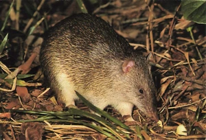 Postcard Australian Marsupial Brindled Bandicoot - Picture 1 of 2