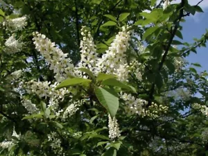 Prunus padus - Vogelkirsche, 50 frische Samen - Bild 1 von 4