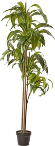 6Ft. Dracaena Silk Plant (Real Touch) - Picture 1 of 6