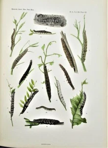 ILLUSTRATIONEN: NORDAMERIKANISCHE KATOKALA Schmetterlinge, von Barnes & McDunnough -1918 - Bild 1 von 9