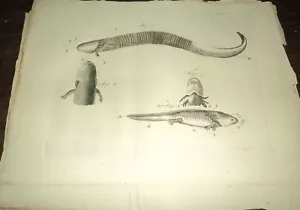 1799 - AUF EINER NEUEN SIRENENART von De BEAUVOIS mit Gravur eines SALAMANDERS - Bild 1 von 2