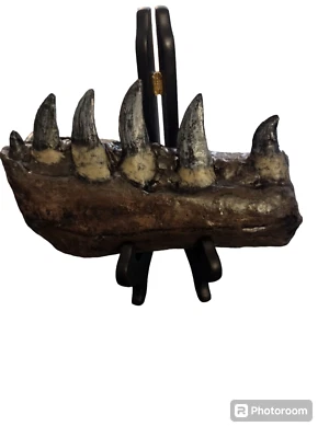 Megalosaurus bucklandii partial dentary fossil replica- dinosaurs-paleontology - Image 1 of 4