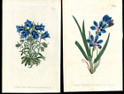 1806 Curtis Botanical Magazine Blue Alpine Bell Flower, Babiana 2 Antique Print