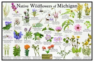 Póster de identificación de flores silvestres nativas de Michigan/nombre y hora de floración - Imagen 1 de 6
