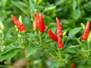 ORGANIC Bird Birds Eye Eyes Demon Chili Thai SUPER HOT chillis 30 SEED Non-GM - Picture 1 of 1