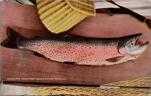 Lake Tahoe California~Fish Basket~5 lb Trout Caught at Lake~c1910 Postcard - Picture 1 of 2