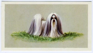 SHIH TZU PLAYERS GRANDEE CIGARS 1979 TOP DOGS LARGE CIGARETTE CARD #22 - Picture 1 of 2