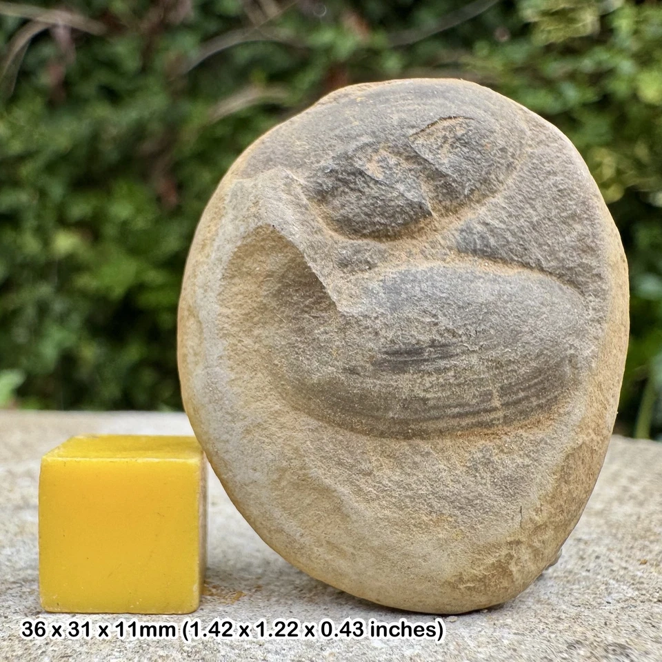 RARE Mazon Creek Fossil Bivalve (Mazonmya mazonesis), Carboniferous, Francis - Image 1 of 1