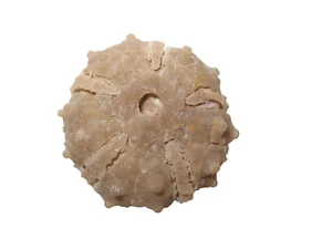 Kreide Echinoide Seeigel Fossil Goniopygus menardi Marokko #3 - Bild 1 von 9