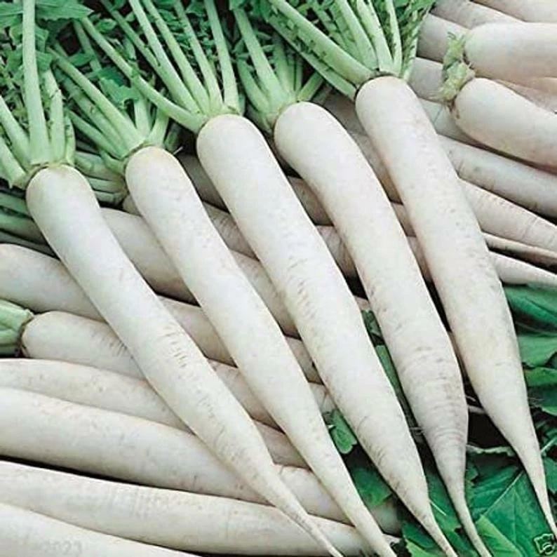 White Icicle Radish Seeds 200 Ct WHITE ICE Vegetable Garden Heirloom NON-GMO USA - Image 1 of 1