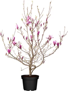 Magnolia liliiflora 'Susan', Purpur-Magnolie, purpurrosa, 60–80 cm - Bild 1 von 15