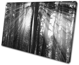 Landscapes Forest SINGLE CANVAS WALL ART Picture Print VA - Picture 1 of 1