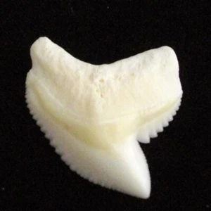Tiger Shark Tooth loose collector item jewelry making pic17 - Picture 1 of 1