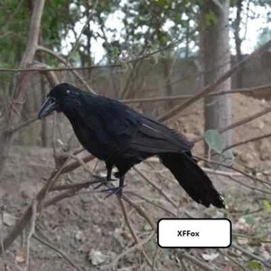 big simulation black crow model foam&feathers bird doll gift about 30cm - Picture 1 of 2