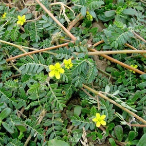 Tribulus terrestris 20 PCS fresh seeds. Puncture Vine Seeds, Caltrops Seeds - Picture 1 of 6
