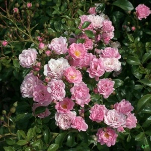 30x Bodendeckerrose Rosa The Fairy reich blühende Rose 20/30 cm Sommerblüher - Bild 1 von 6