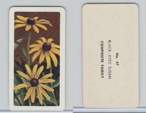 FC34-4 Brook Bond, Wild Flowers NA, 1961, Printer Proof, #47 Black-Eyed Susan